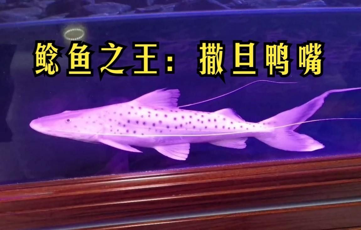 虎紋鴨嘴魚和撒旦鴨嘴的區別，虎紋鴨嘴魚和撒旦鴨嘴哪個更兇猛（如何區分虎紋鴨嘴魚和撒旦鴨嘴？）