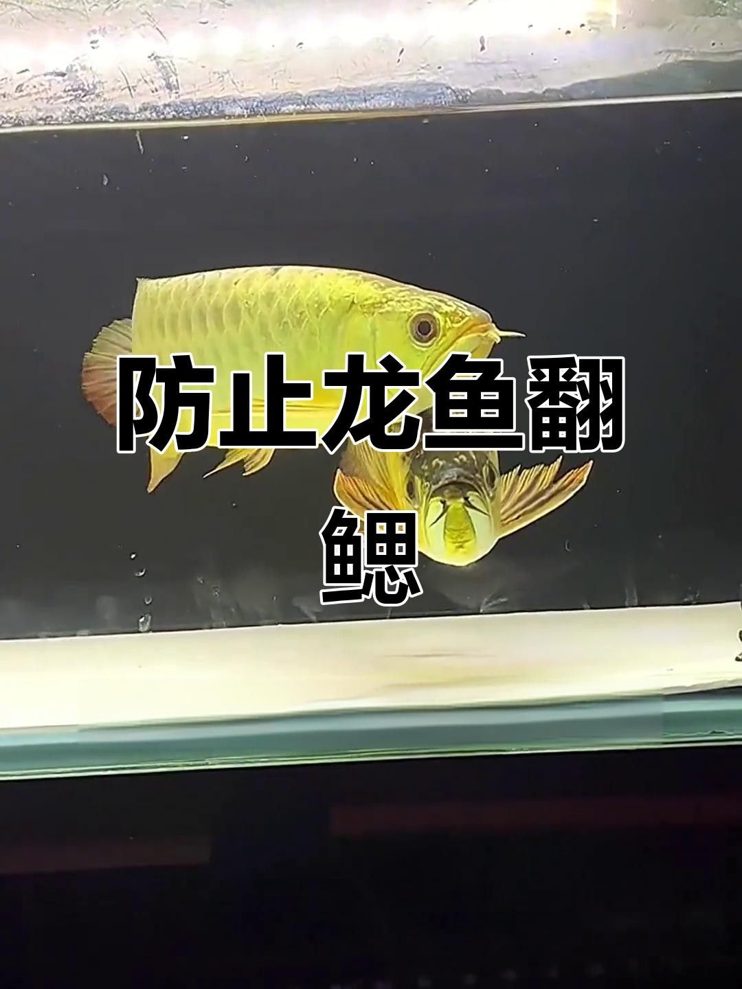 龍魚(yú)呼吸困難是怎么回事（魚(yú)呼吸困難是養(yǎng)殖過(guò)程中常見(jiàn)的問(wèn)題）