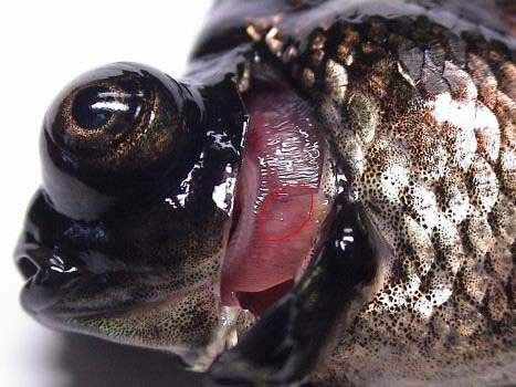 龍魚(yú)呼吸困難是怎么回事（魚(yú)呼吸困難是養(yǎng)殖過(guò)程中常見(jiàn)的問(wèn)題）