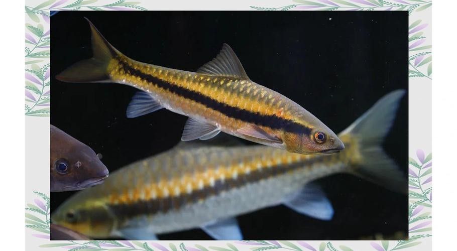 西疇龍魚屬于什么檔次