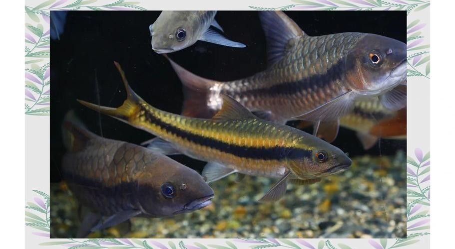 西疇龍魚屬于什么檔次