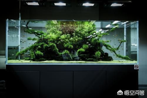 龍魚飼料選擇（清水沖一下再喂龍魚面包蟲龍魚面包蟲搭配著飼料品牌）