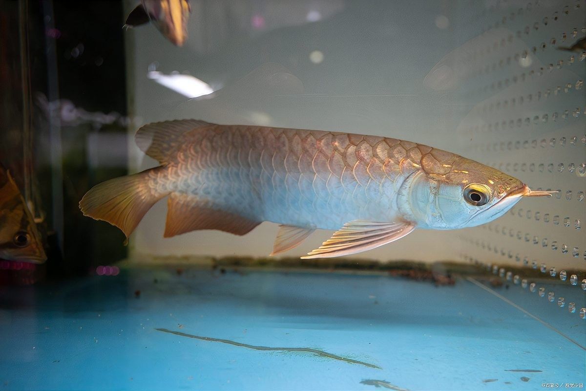 龍魚胡須斷了能否再生（龍魚胡須斷了會長嗎第406話龍魚胡須斷了會長嗎）