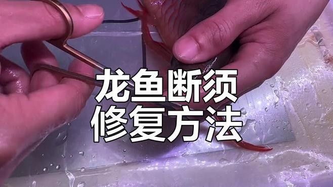 龍魚胡須斷了能否再生（龍魚胡須斷了會長嗎第406話龍魚胡須斷了會長嗎）