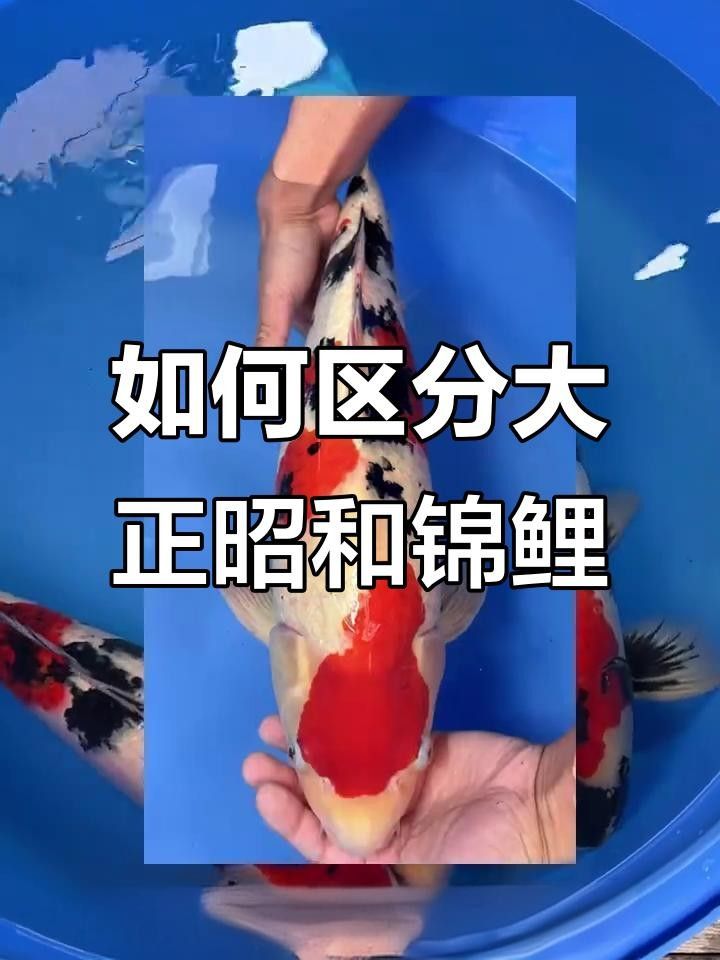 大正錦鯉的來歷是什么 大正錦鯉的來歷是什么 觀賞魚百科 第2張
