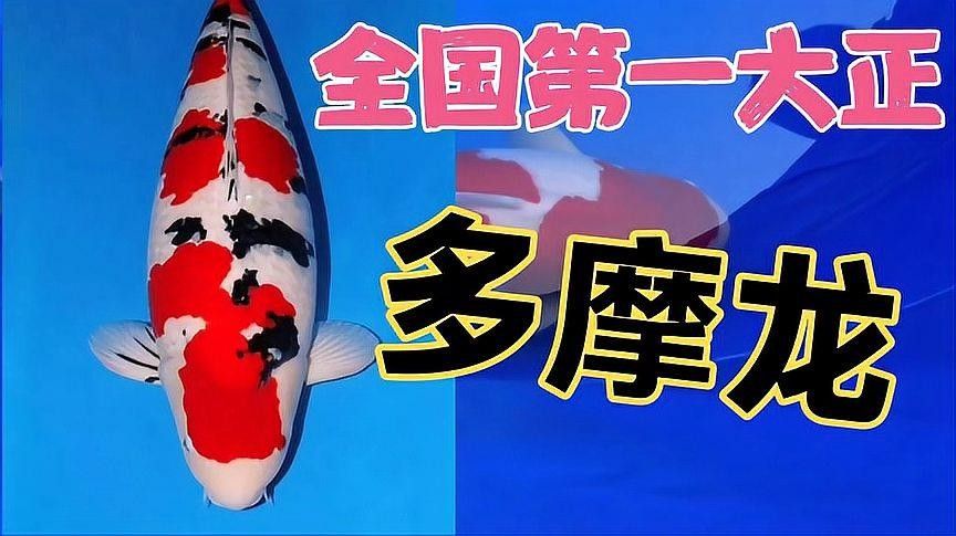大正錦鯉的來歷是什么 大正錦鯉的來歷是什么 觀賞魚百科 第1張