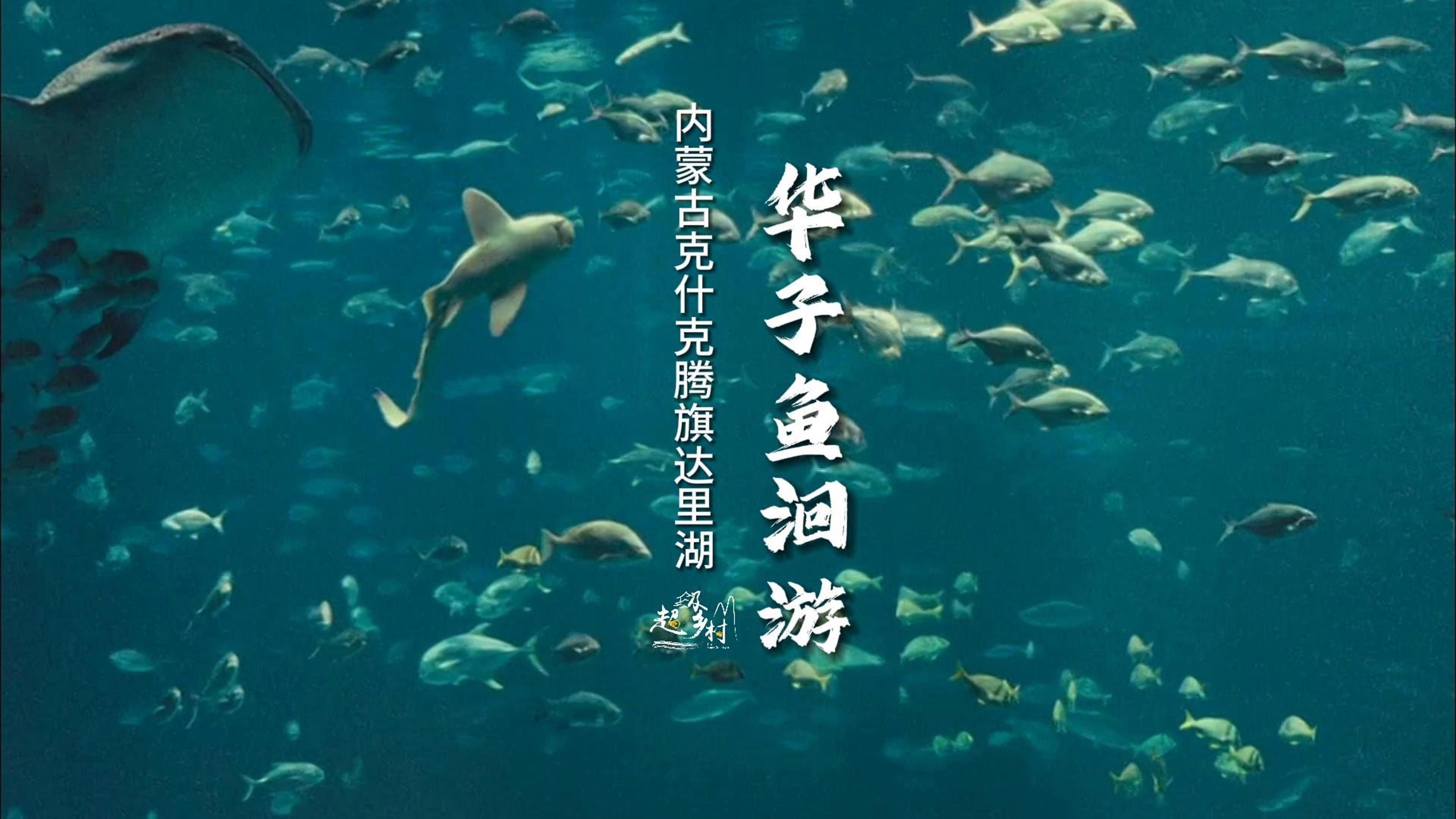 內(nèi)蒙古魚類資源豐富了當(dāng)?shù)爻Ｒ姷聂~類資源豐富了當(dāng)?shù)氐纳铮▋?nèi)蒙古有哪些魚類？）