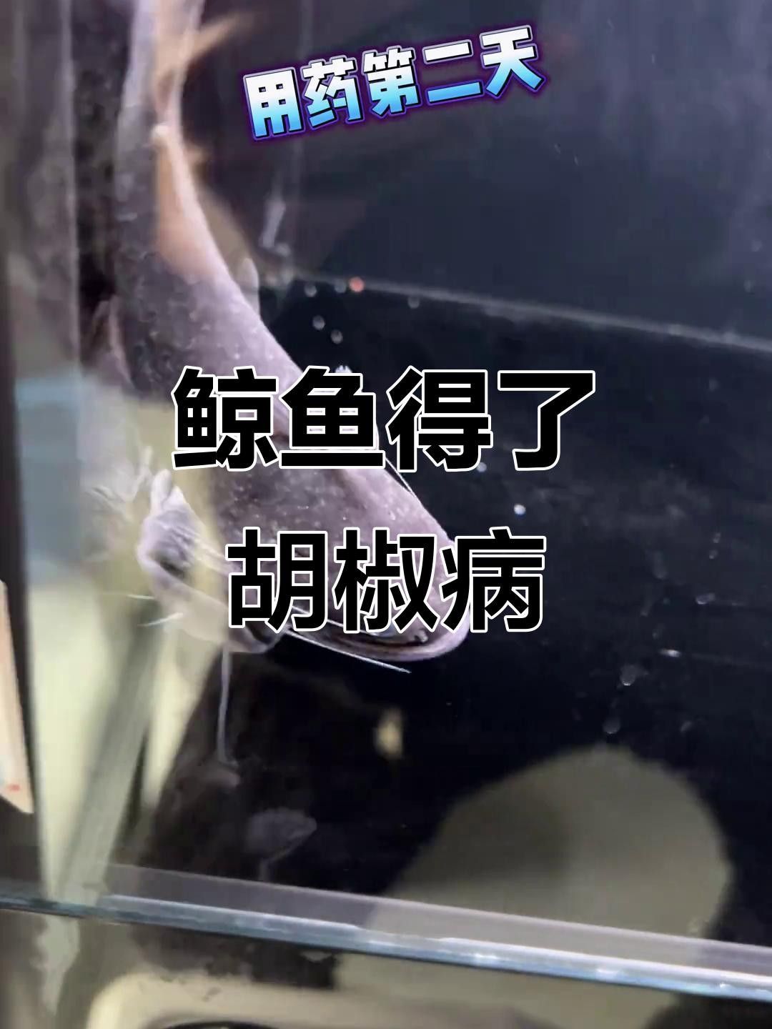 大嘴鯨魚白點病的治療方法有哪些大嘴鯨魚白點病的治療方法（大嘴鯨出院了,鯰魚恢復(fù)力真強,小病幾乎無傷）