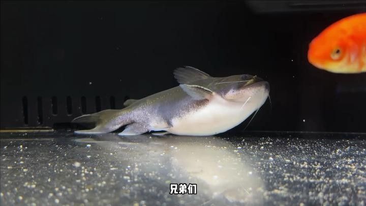 大嘴鯨魚白點病的治療方法有哪些大嘴鯨魚白點病的治療方法（大嘴鯨出院了,鯰魚恢復(fù)力真強,小病幾乎無傷）