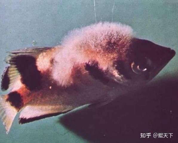 大嘴鯨魚白點病的治療方法有哪些大嘴鯨魚白點病的治療方法（大嘴鯨出院了,鯰魚恢復(fù)力真強,小病幾乎無傷）