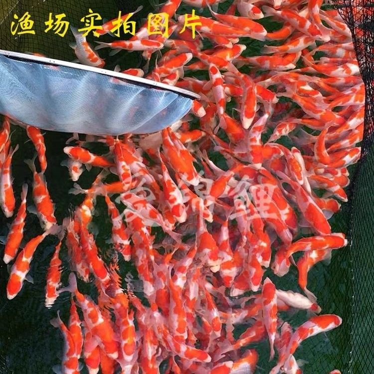 尚晟招財魚擺件招財魚擺件選擇適合活體招財魚品牌（如何選擇招財魚品牌）