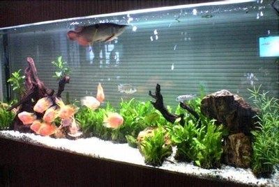 海水觀賞魚缸配置圖，海水魚缸配置圖和安裝步驟和步驟（海水觀賞魚缸的配置）
