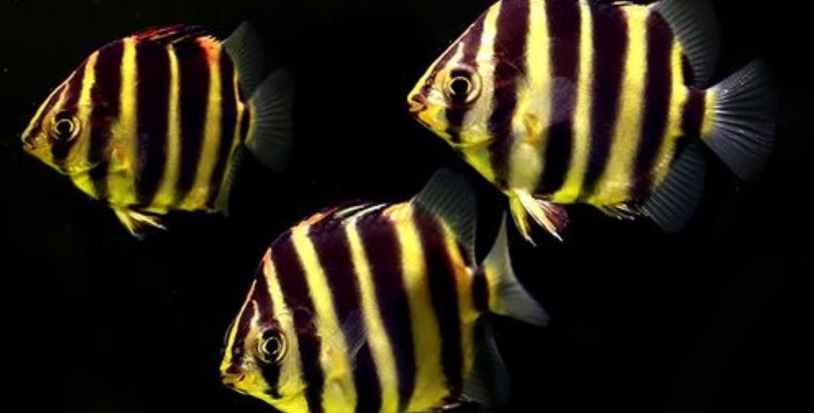 非洲金鼓魚的品牌介紹（關于非洲金鼓魚的品牌介紹）