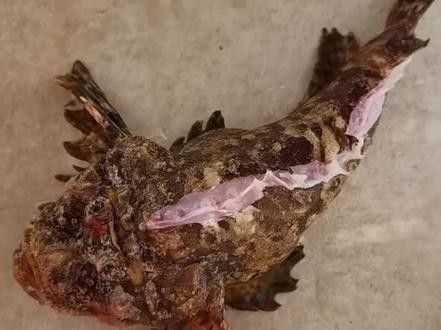 老虎魚的營養價值及功效（朱旭萍副主任醫師三甲老虎魚的營養價值及功效與作用） 老虎魚的營養價值及功效（朱旭萍副主任醫師三甲老虎魚的營養價值及功效與作用） 觀賞魚百科 第4張