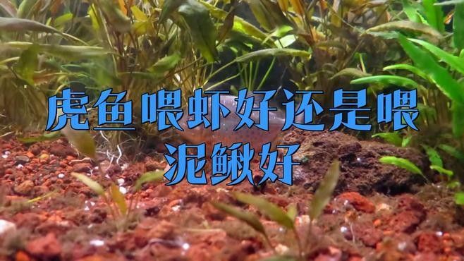 老虎魚的營養價值及功效（朱旭萍副主任醫師三甲老虎魚的營養價值及功效與作用） 老虎魚的營養價值及功效（朱旭萍副主任醫師三甲老虎魚的營養價值及功效與作用） 觀賞魚百科 第3張