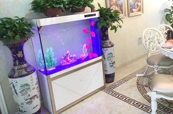 龍魚和水虎魚能混養嗎，龍魚能混養嗎（龍魚和水虎魚能否混養）