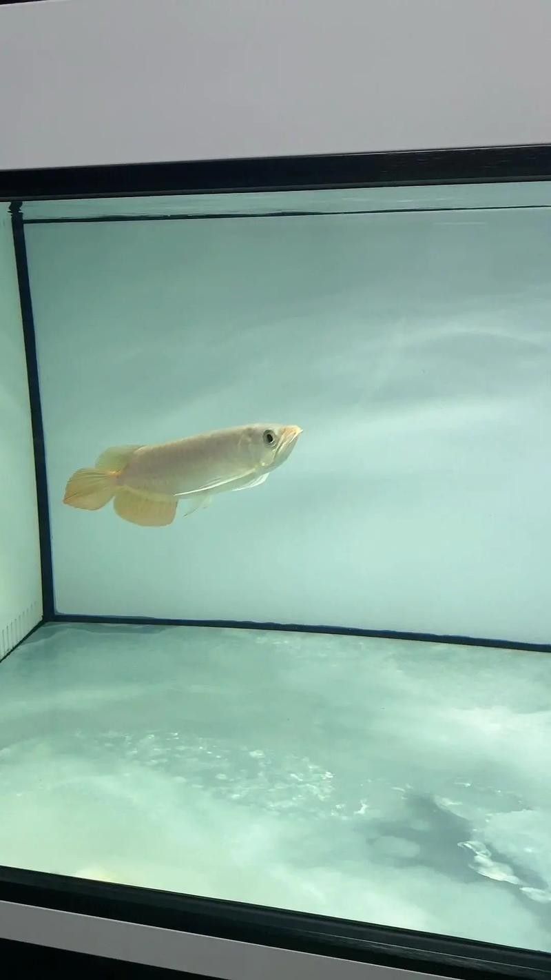 益海嘉里金龍魚食品集團(tuán)金龍魚食品集團(tuán)介紹（養(yǎng)魚說，如何區(qū)分金龍魚）