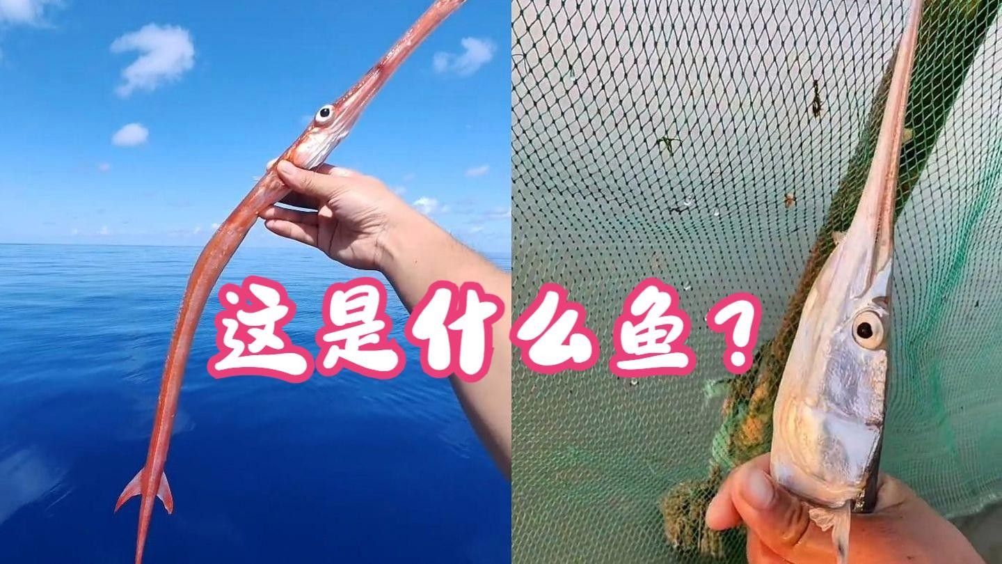 河里又細又長的魚叫什么office百技通（一種又長又細的魚叫什么office百技通）