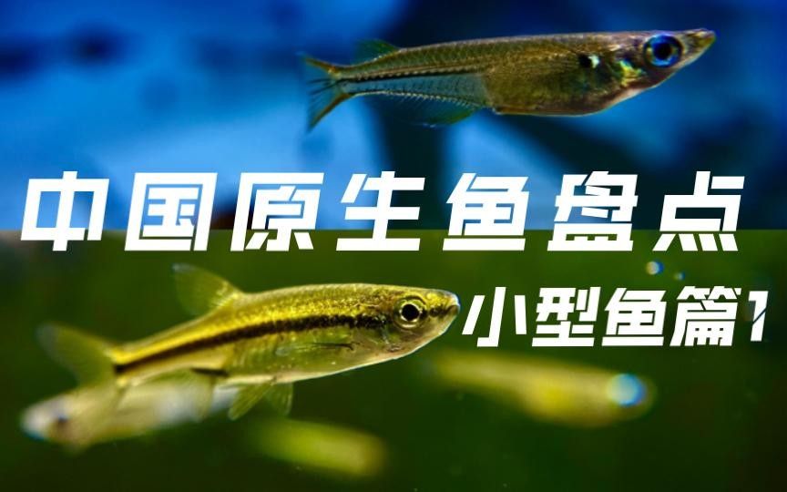 河里又細又長的魚叫什么office百技通（一種又長又細的魚叫什么office百技通）