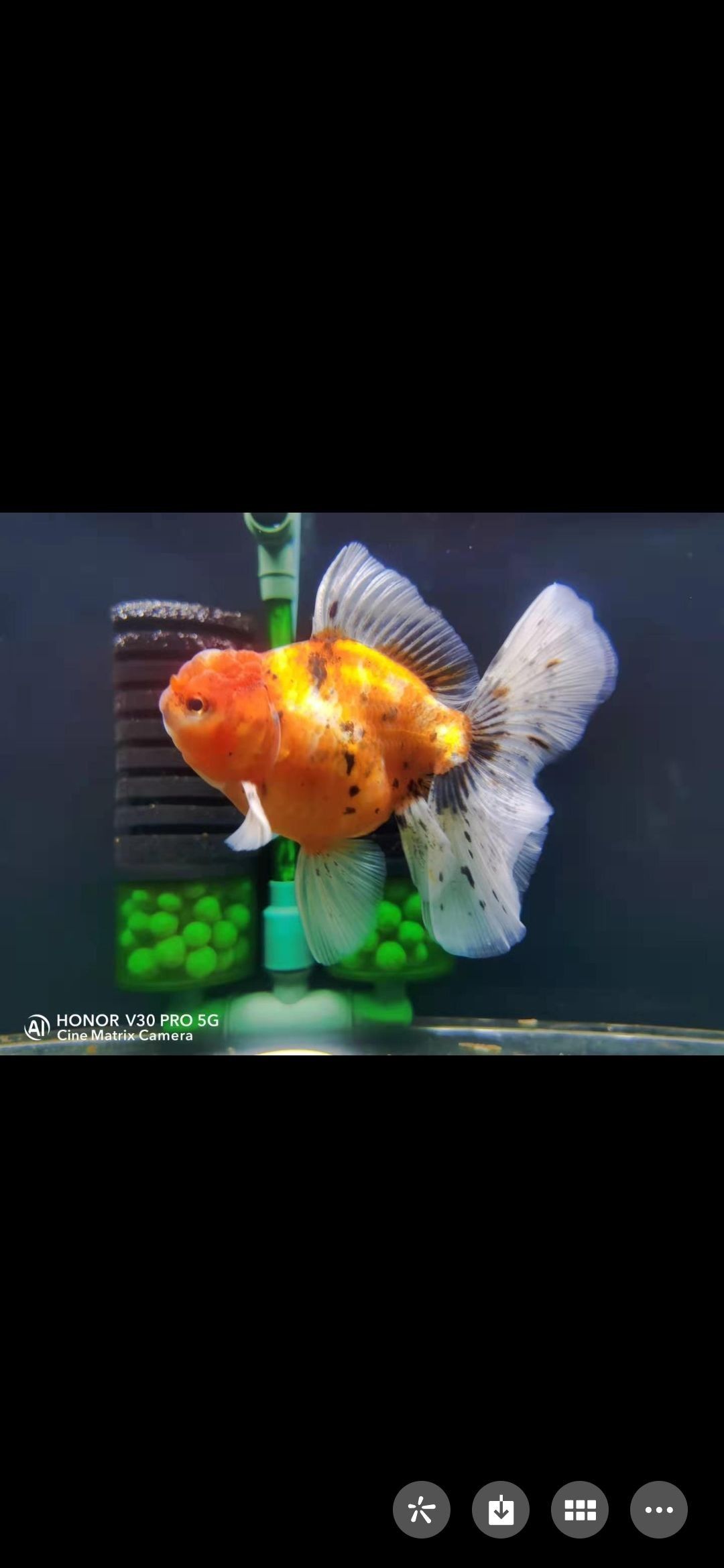金龍魚銀龍魚銀龍魚銀龍魚揭秘水中貴族的驚人秘密網易聽（沈陽龍魚怎么樣） 金龍魚銀龍魚銀龍魚銀龍魚揭秘水中貴族的驚人秘密網易聽（沈陽龍魚怎么樣） 觀賞魚百科 第2張