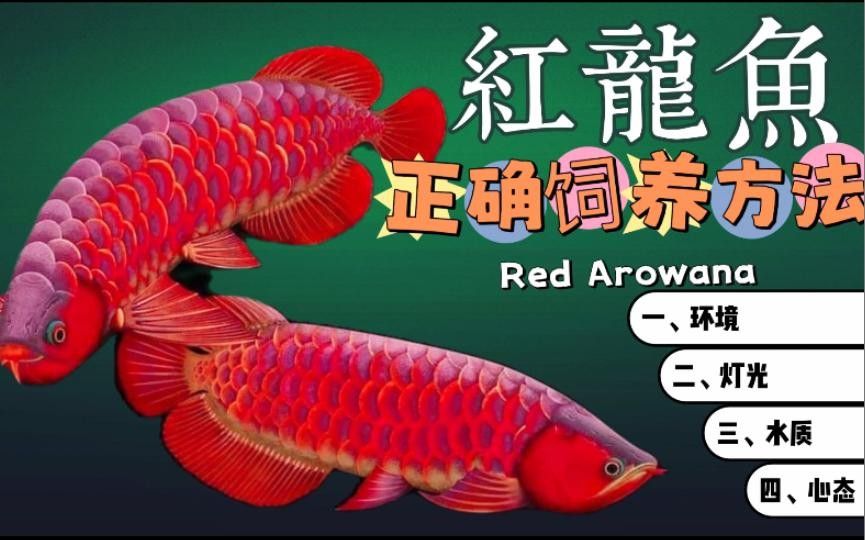 紅龍魚飼養技巧是什么（江永紅龍魚怎么養容易發色這幾個小技巧你要知道） 紅龍魚飼養技巧是什么（江永紅龍魚怎么養容易發色這幾個小技巧你要知道） 觀賞魚百科 第9張