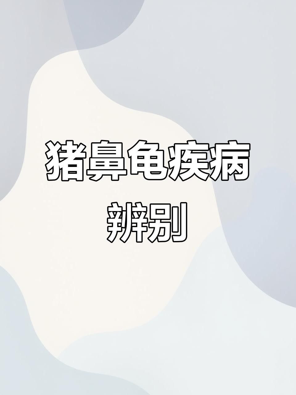 豬鼻龜的常見疾病及其防治方法（豬鼻龜常見5大疾病癥狀與治療全攻略對癥下藥別再亂治了）