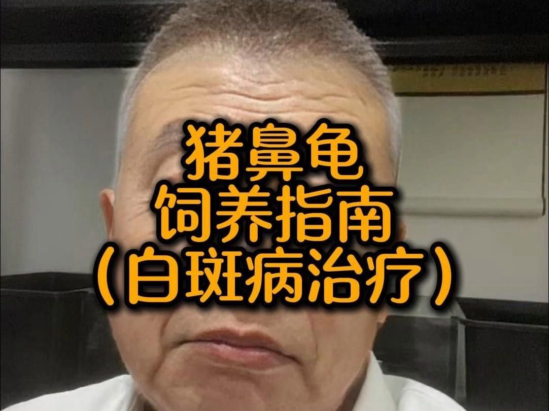 豬鼻龜的常見疾病及其防治方法（豬鼻龜常見5大疾病癥狀與治療全攻略對癥下藥別再亂治了）