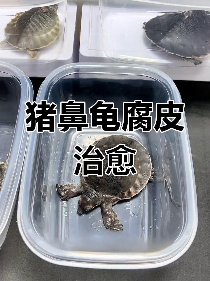 豬鼻龜的常見疾病及其防治方法（豬鼻龜常見5大疾病癥狀與治療全攻略對癥下藥別再亂治了）