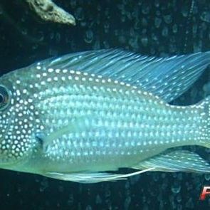 撒旦鴨嘴，作為超大型鯰魚（撒旦鴨嘴家族九大金剛(撒旦鴨嘴家族九大金剛(撒旦鴨嘴）