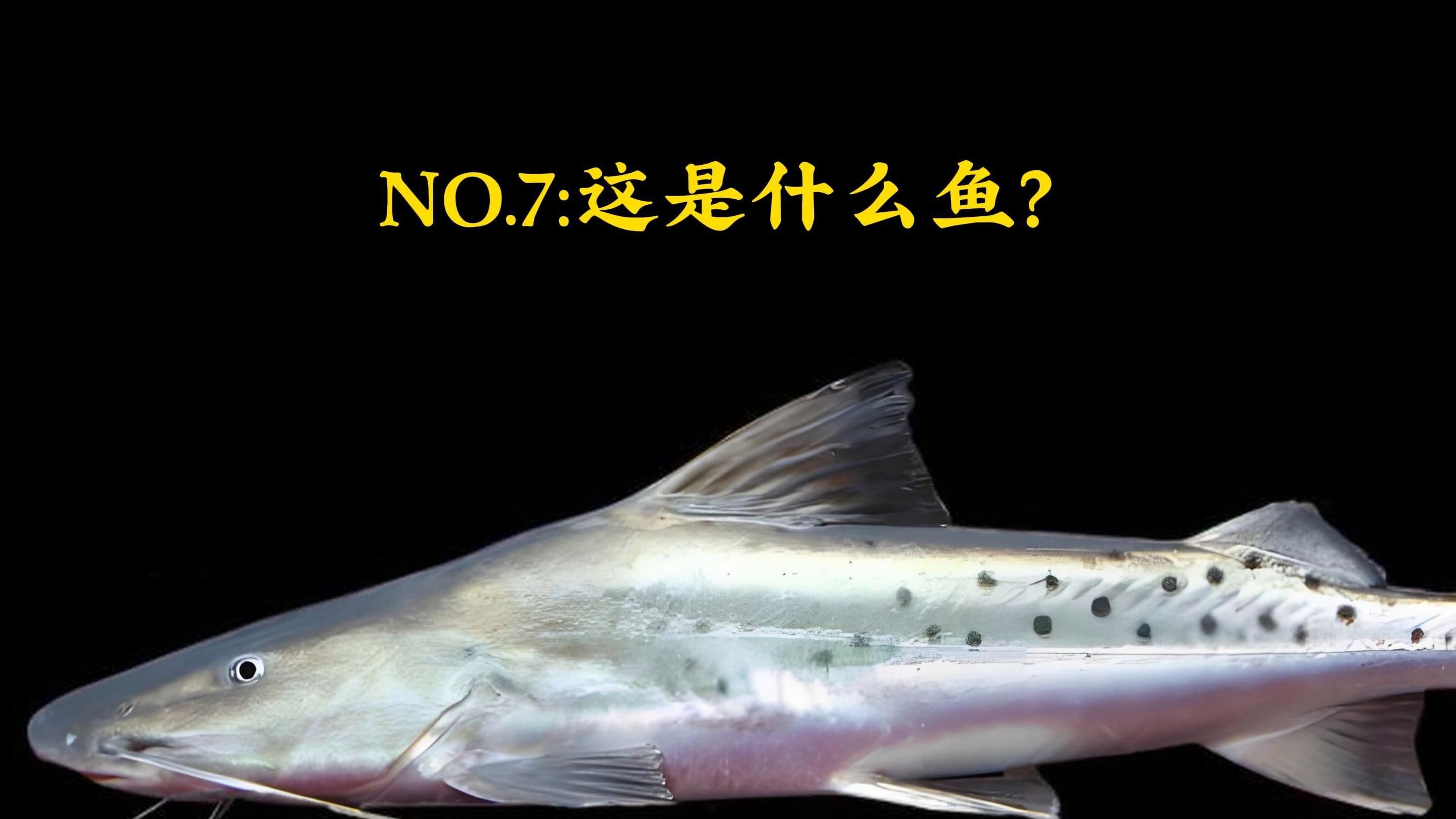 撒旦鴨嘴，作為超大型鯰魚（撒旦鴨嘴家族九大金剛(撒旦鴨嘴家族九大金剛(撒旦鴨嘴）