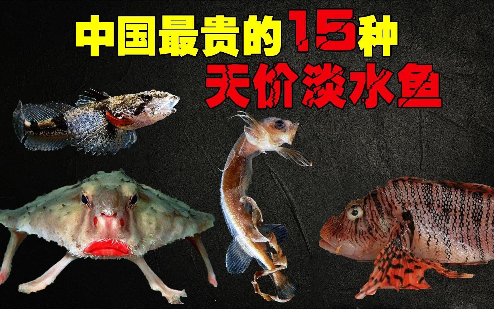 中國十大名貴魚排行榜（中國10大名貴淡水魚排行榜） 中國十大名貴魚排行榜（中國10大名貴淡水魚排行榜） 觀賞魚百科 第10張