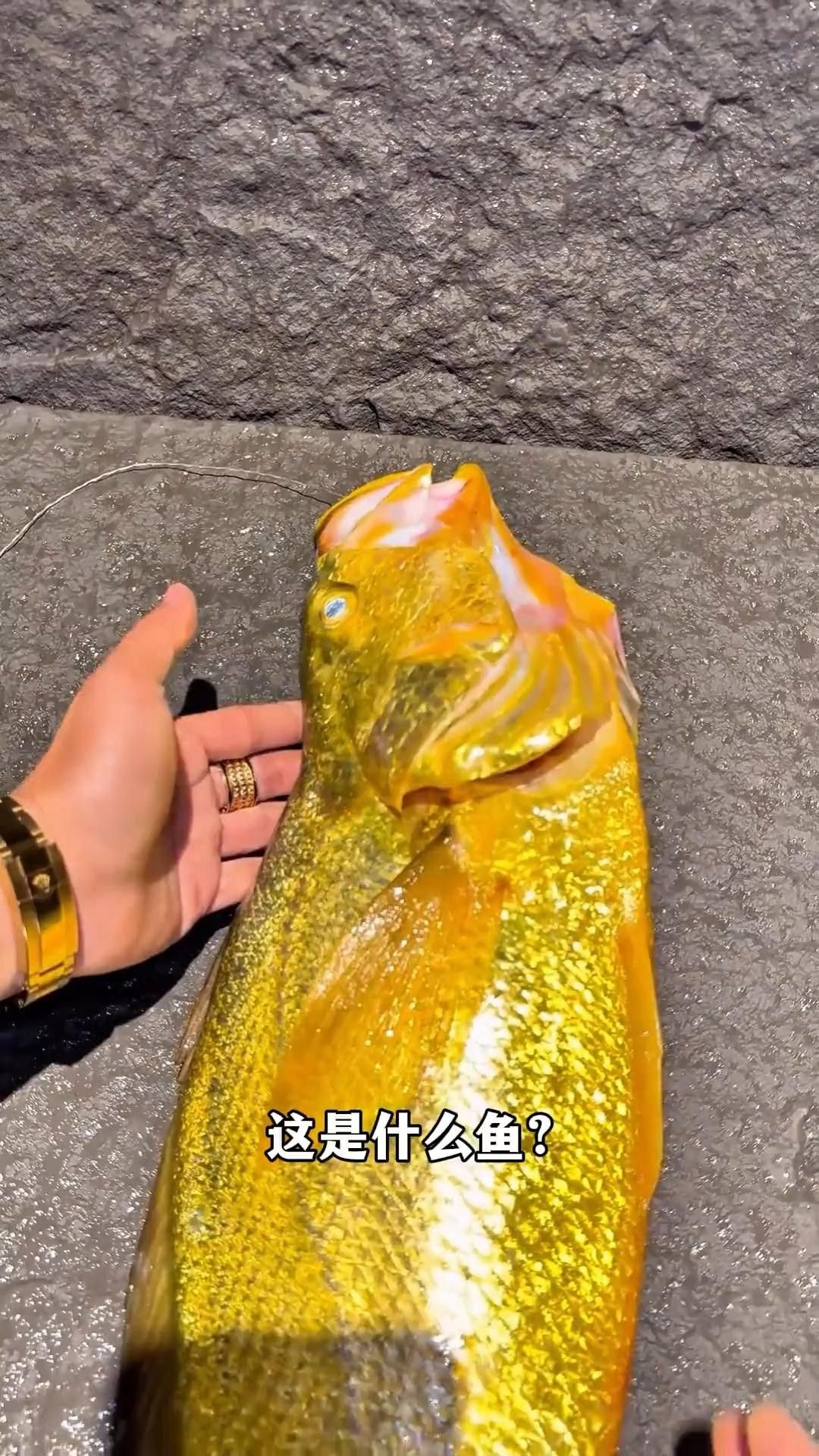 中國十大名貴魚排行榜（中國10大名貴淡水魚排行榜） 中國十大名貴魚排行榜（中國10大名貴淡水魚排行榜） 觀賞魚百科 第12張