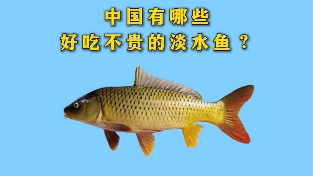 中國十大名貴魚排行榜（中國10大名貴淡水魚排行榜） 中國十大名貴魚排行榜（中國10大名貴淡水魚排行榜） 觀賞魚百科 第7張
