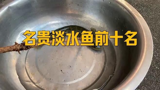 中國十大名貴魚排行榜（中國10大名貴淡水魚排行榜） 中國十大名貴魚排行榜（中國10大名貴淡水魚排行榜） 觀賞魚百科 第13張