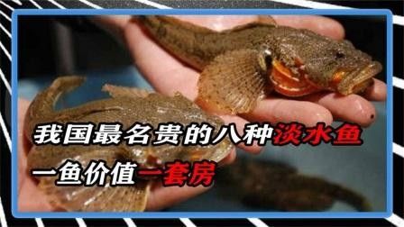 中國十大名貴魚排行榜（中國10大名貴淡水魚排行榜） 中國十大名貴魚排行榜（中國10大名貴淡水魚排行榜） 觀賞魚百科 第11張