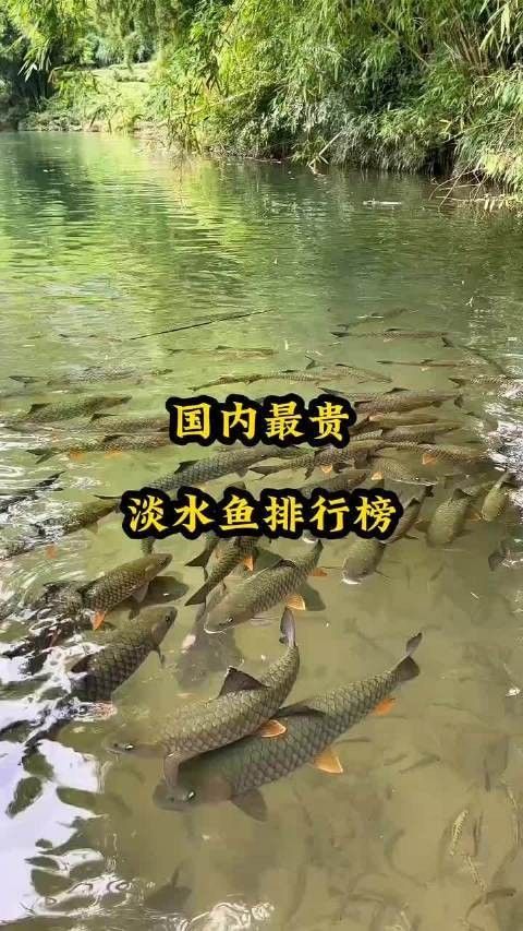 中國十大名貴魚排行榜（中國10大名貴淡水魚排行榜） 中國十大名貴魚排行榜（中國10大名貴淡水魚排行榜） 觀賞魚百科 第2張