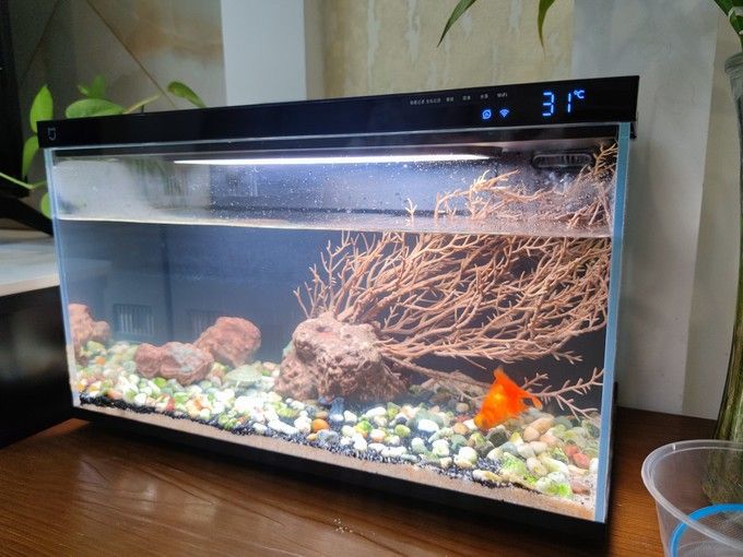 德州觀賞魚批發市場電話號碼查詢及詳細介紹德州觀賞魚批發市場電話號碼查詢及詳細介紹（德州觀賞魚批發市場電話號碼查詢）