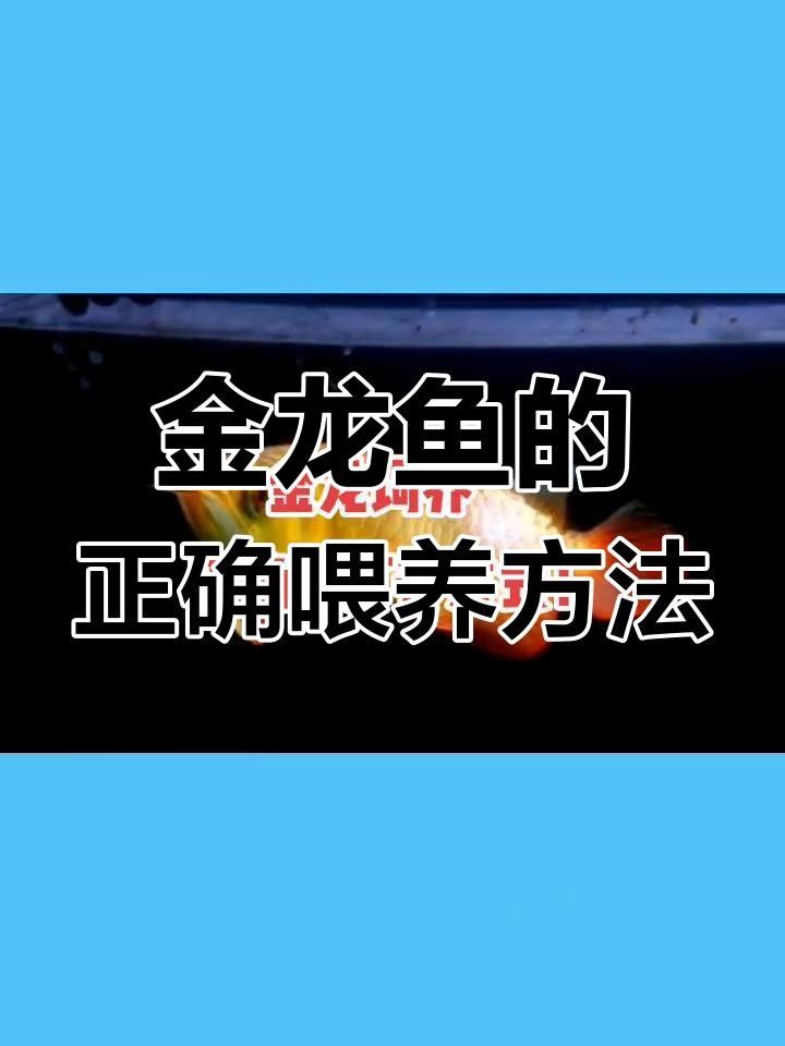 桂平金龍魚之“桂平金龍魚之“桂平金龍魚之“桂平二號”（如何區(qū)分桂平金龍魚）