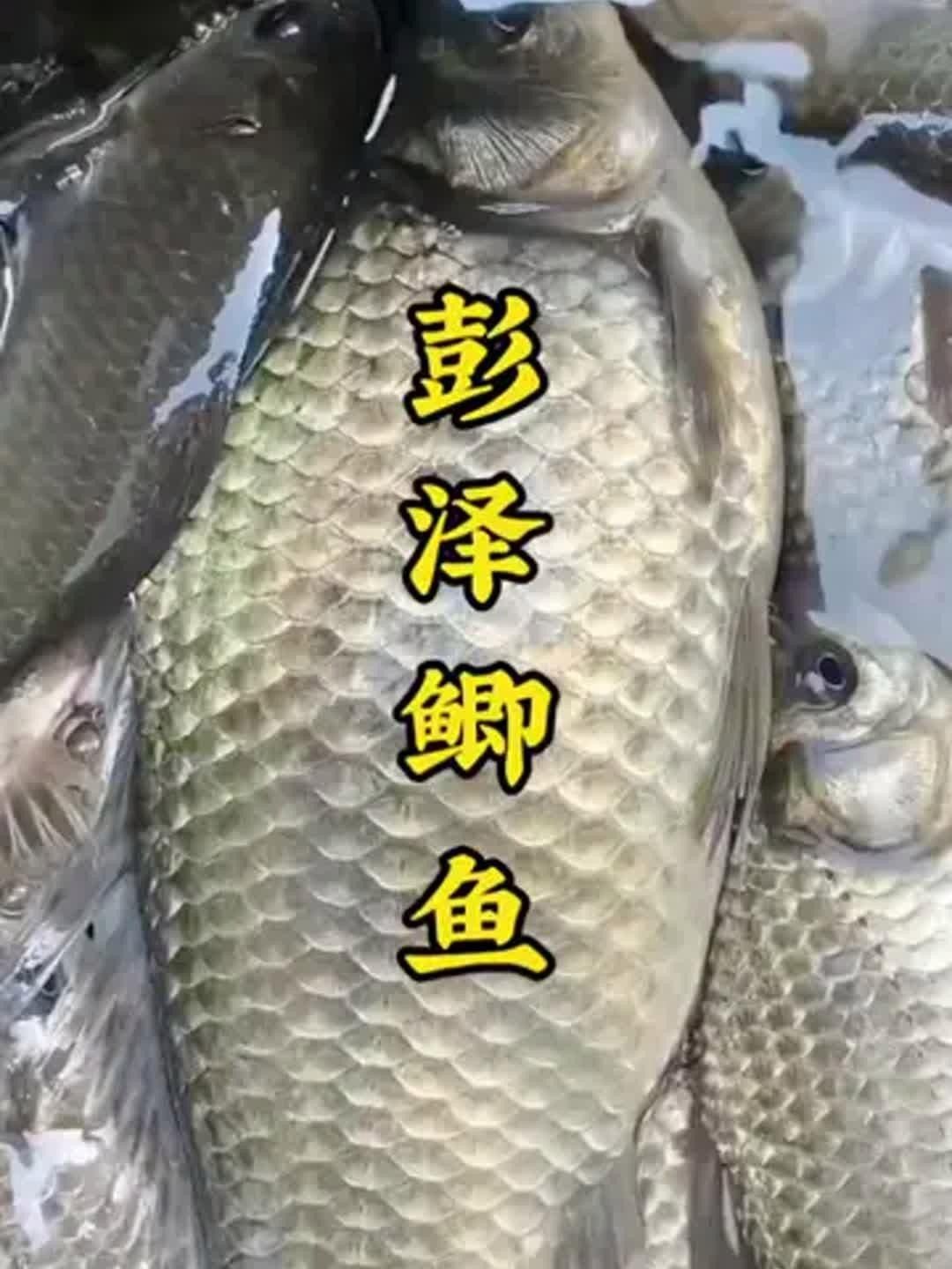 江西彭澤鯽魚苗咋養(yǎng)養(yǎng)魚池養(yǎng)殖技巧大揭秘全民小視頻（彭澤鯽魚苗養(yǎng)殖技術(shù)）
