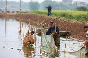 江西彭澤鯽魚苗咋養(yǎng)養(yǎng)魚池養(yǎng)殖技巧大揭秘全民小視頻（彭澤鯽魚苗養(yǎng)殖技術(shù)）