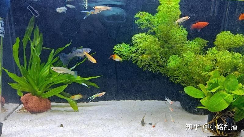 龍魚鱗片白點(diǎn)病自愈觀察清單龍魚鱗片白點(diǎn)病自愈觀察清單，龍魚鱗片上的白點(diǎn)能否自行消失，龍魚白點(diǎn)病自愈觀察清單