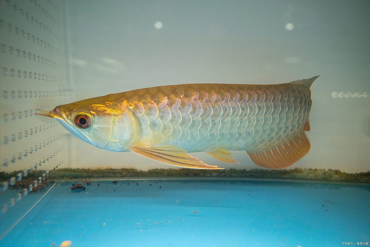 龍魚胡須脫落后肉瘤生長與下唇剪除問題，龍魚胡須長出來嗎（龍魚胡須脫落后形成的肉瘤如何處理）