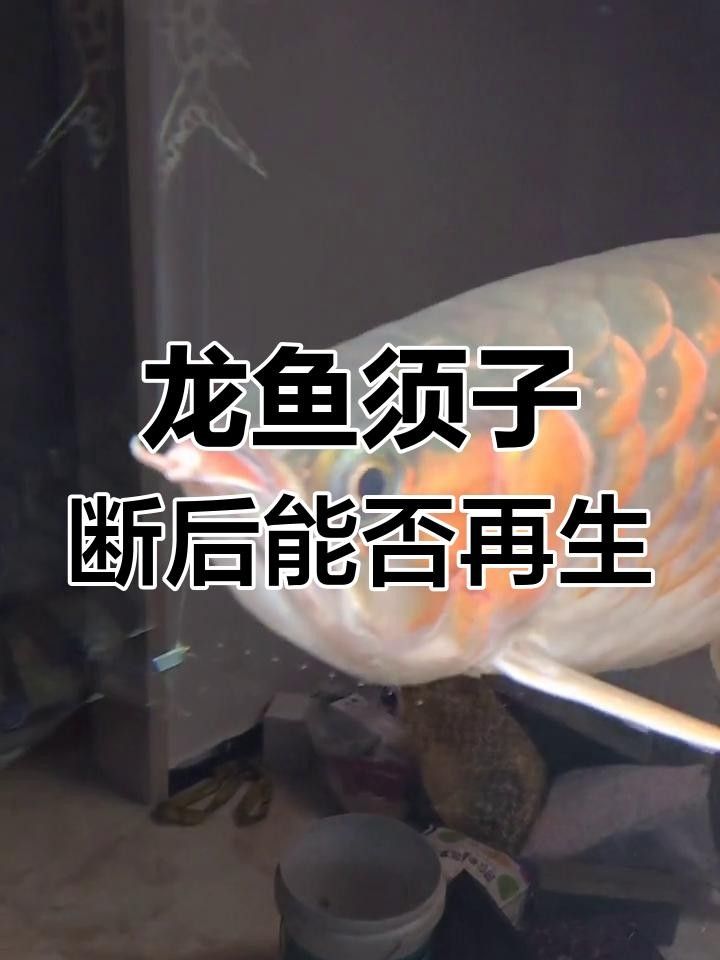 龍魚胡須脫落后肉瘤生長與下唇剪除問題，龍魚胡須長出來嗎（龍魚胡須脫落后形成的肉瘤如何處理）