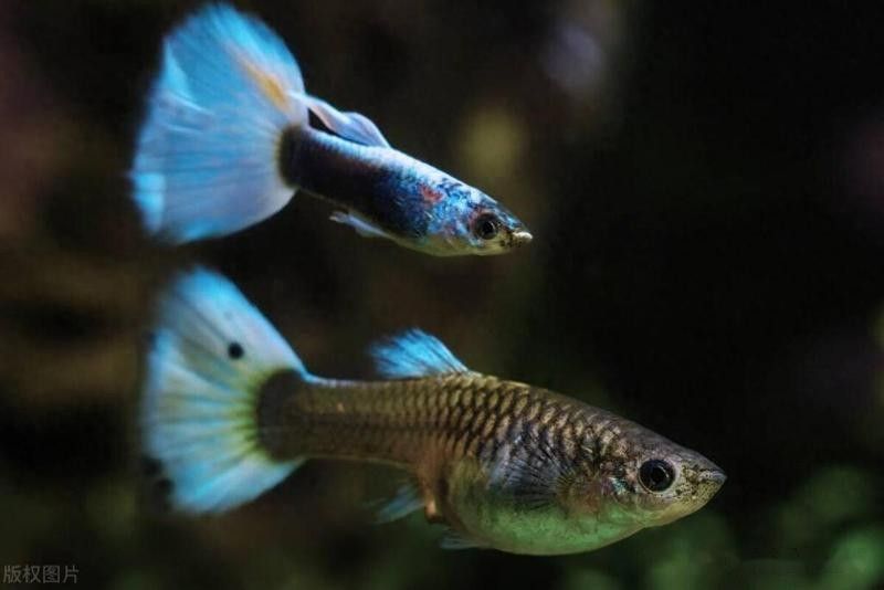 網(wǎng)絡(luò)魚病總推銷濾材的現(xiàn)象是由多方面分析，新手養(yǎng)魚人的4個“沒必要”（如何判斷濾材是否需要更換）