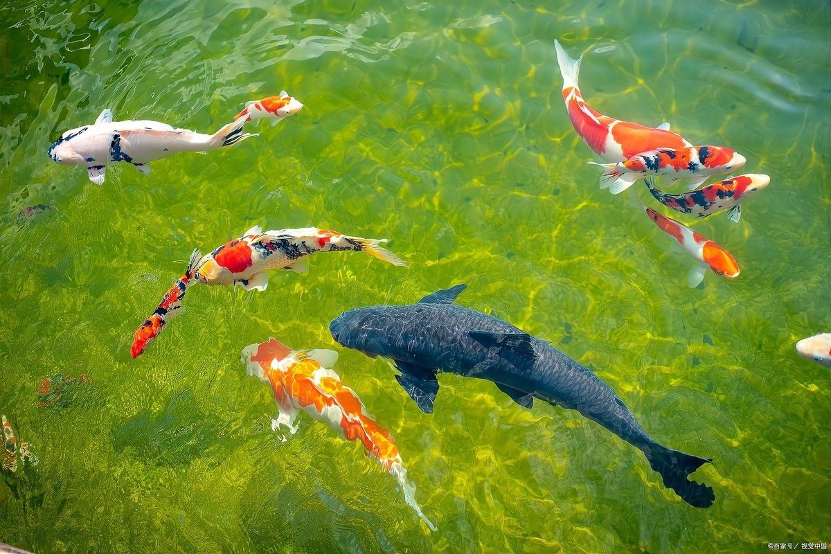 網(wǎng)絡(luò)魚病總推銷濾材的現(xiàn)象是由多方面分析，新手養(yǎng)魚人的4個“沒必要”（如何判斷濾材是否需要更換）