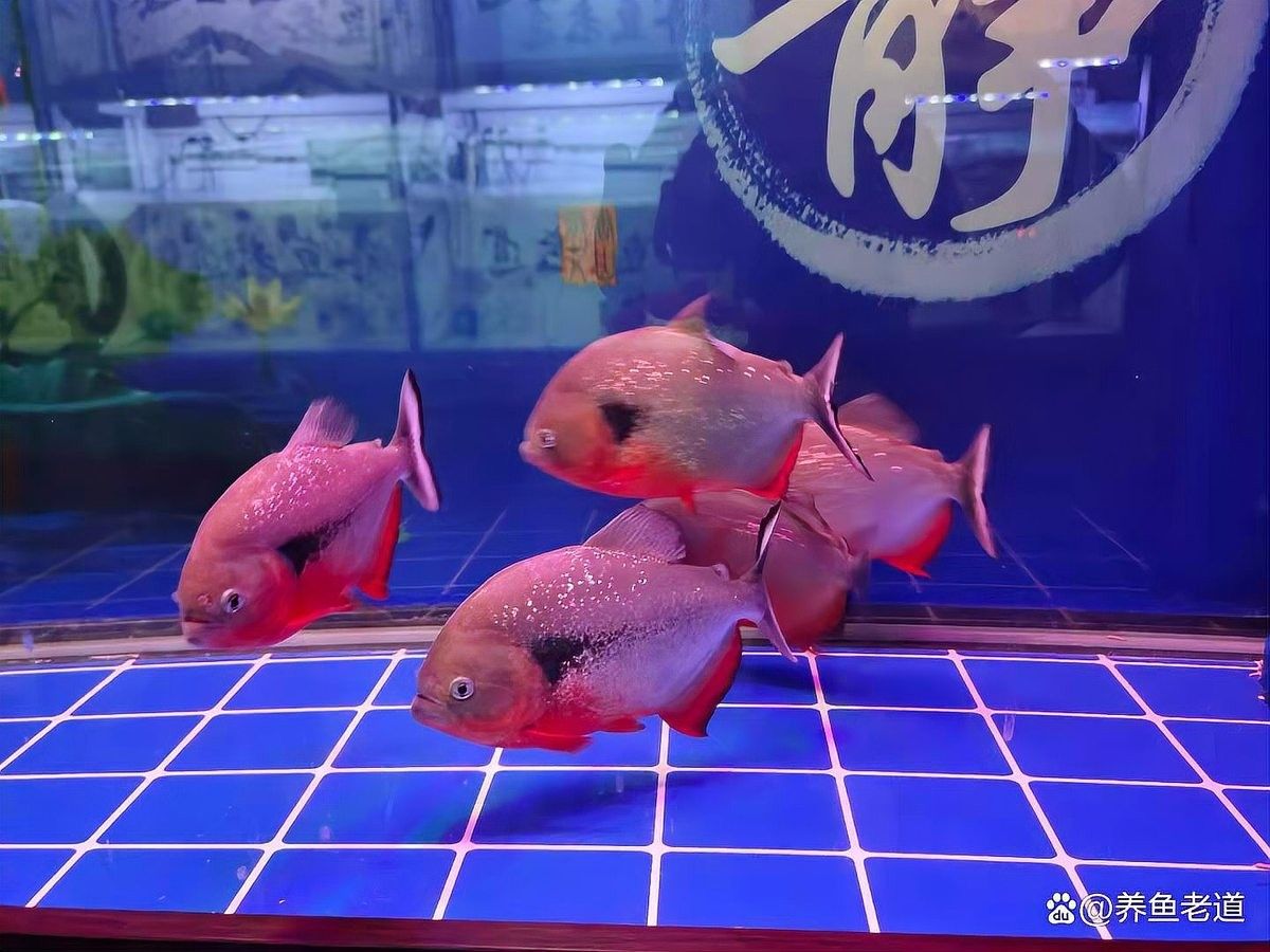 網(wǎng)絡(luò)魚病總推銷濾材的現(xiàn)象是由多方面分析，新手養(yǎng)魚人的4個“沒必要”（如何判斷濾材是否需要更換）