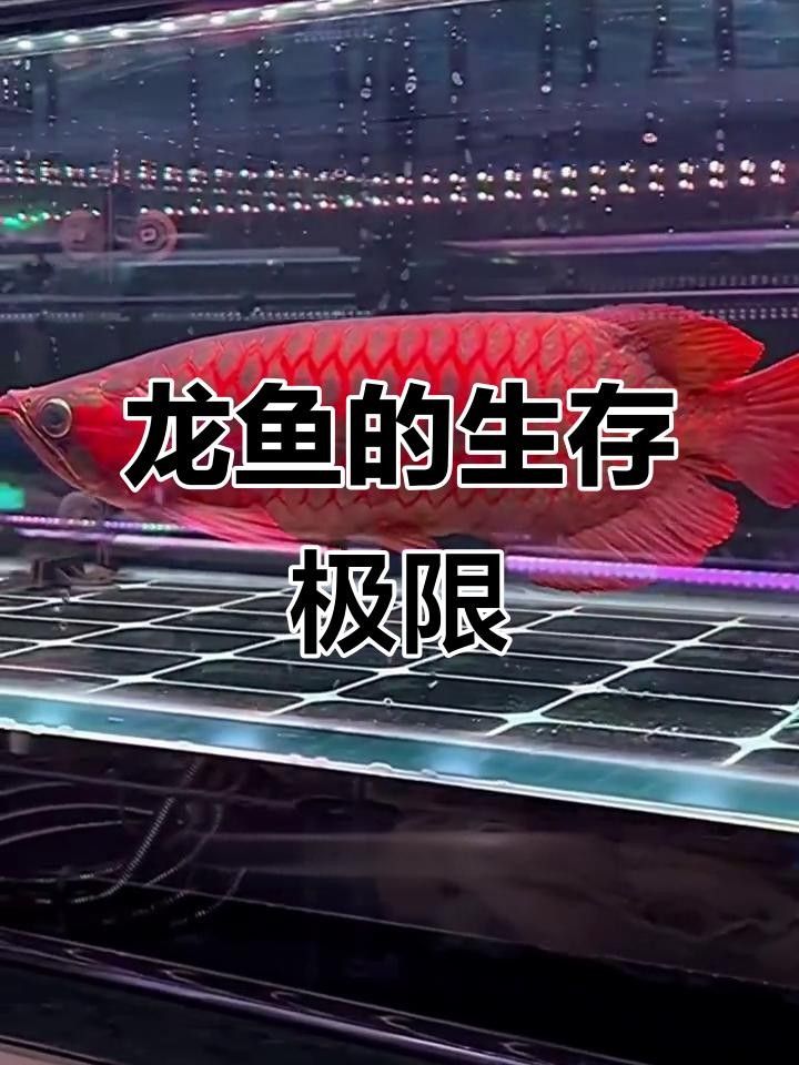 岱岳龍魚的市場價格如何？（岱岳龍魚屬于高檔觀賞魚種，價格超過30萬元人民幣）