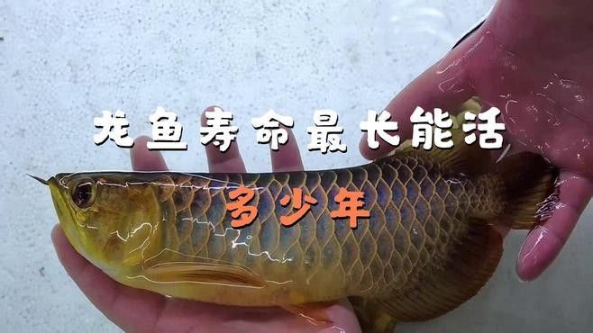 岱岳龍魚的市場價格如何？（岱岳龍魚屬于高檔觀賞魚種，價格超過30萬元人民幣）