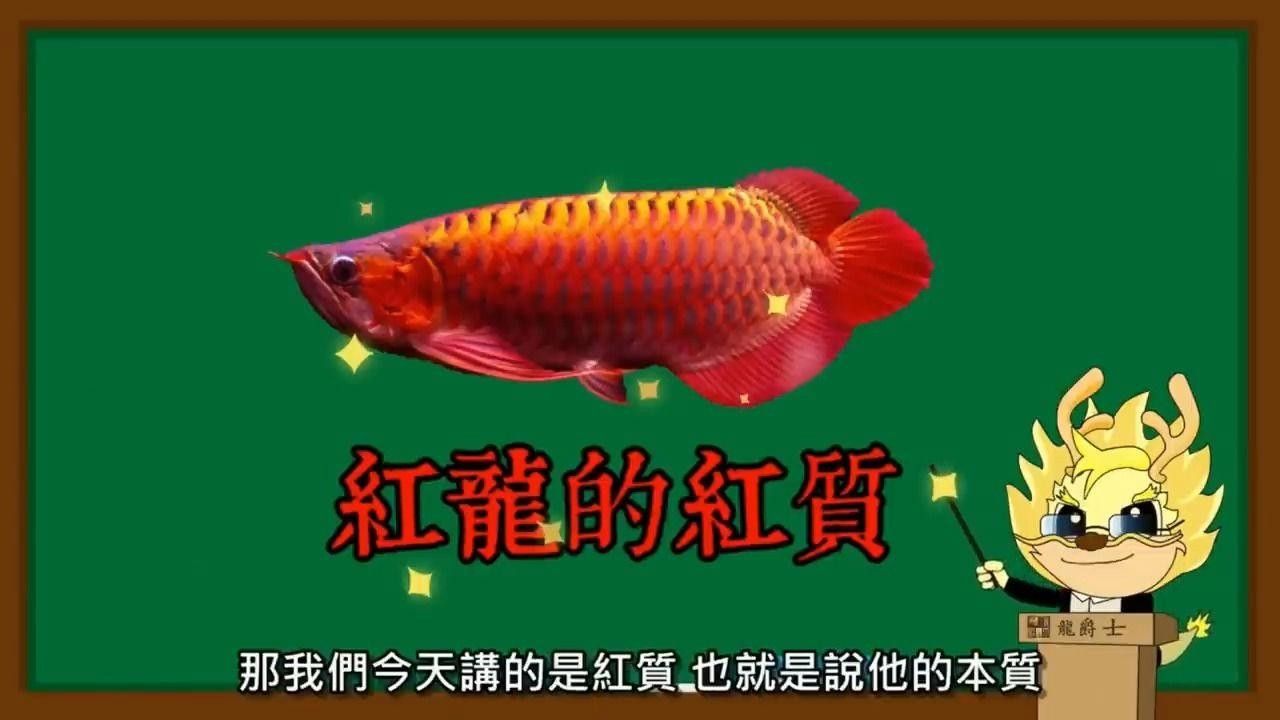 龍魚百科-紅龍發(fā)色的秘密（東明紅龍魚有三個發(fā)色階段你知道嗎東明紅龍魚發(fā)色的秘密）
