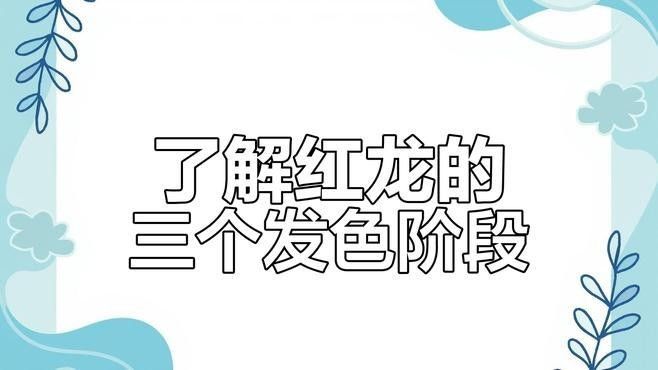 龍魚百科-紅龍發(fā)色的秘密（東明紅龍魚有三個發(fā)色階段你知道嗎東明紅龍魚發(fā)色的秘密）